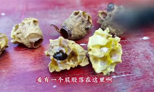养蜂的木箱怎么做-蜂箱用什么木做最好
