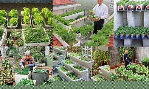 泡木箱种菜有毒吗-泡木箱子多少钱一个