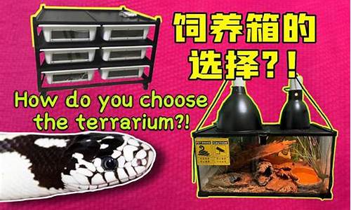 养蛇木箱-养蛇木箱制作过程